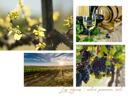 Les vignes : notre poumon vert. Un assemblage de photos montrant une feuille de vigne, des verres de vin, le soleil illuminant les vignes et des raisins prêts à être cueillis. Un hommage à la beauté et à la richesse de la région viticole de la Vallée de la Loire, au cœur des vignes entourant L'Orée des Vignes.