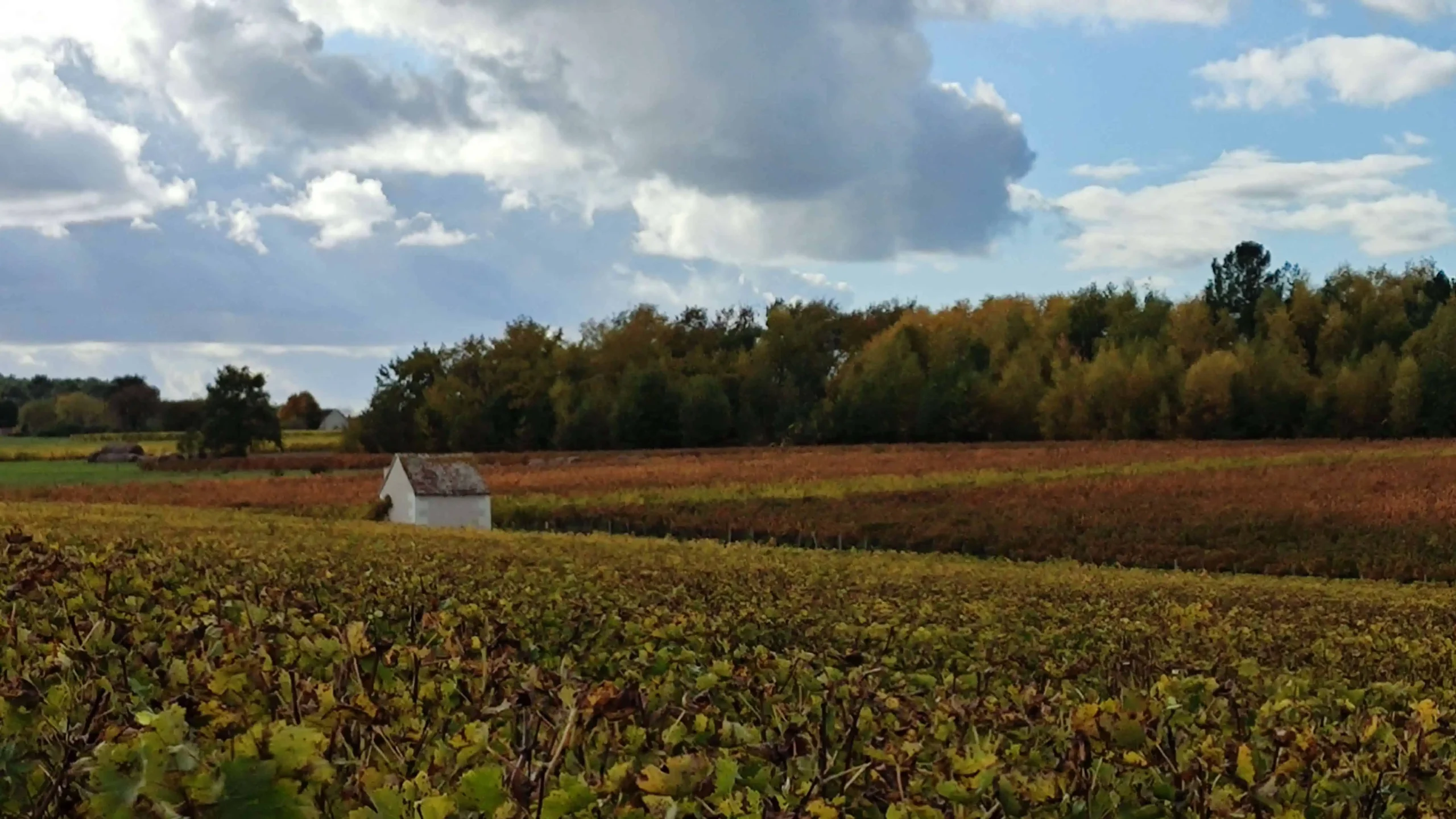 vignes octobre 2025