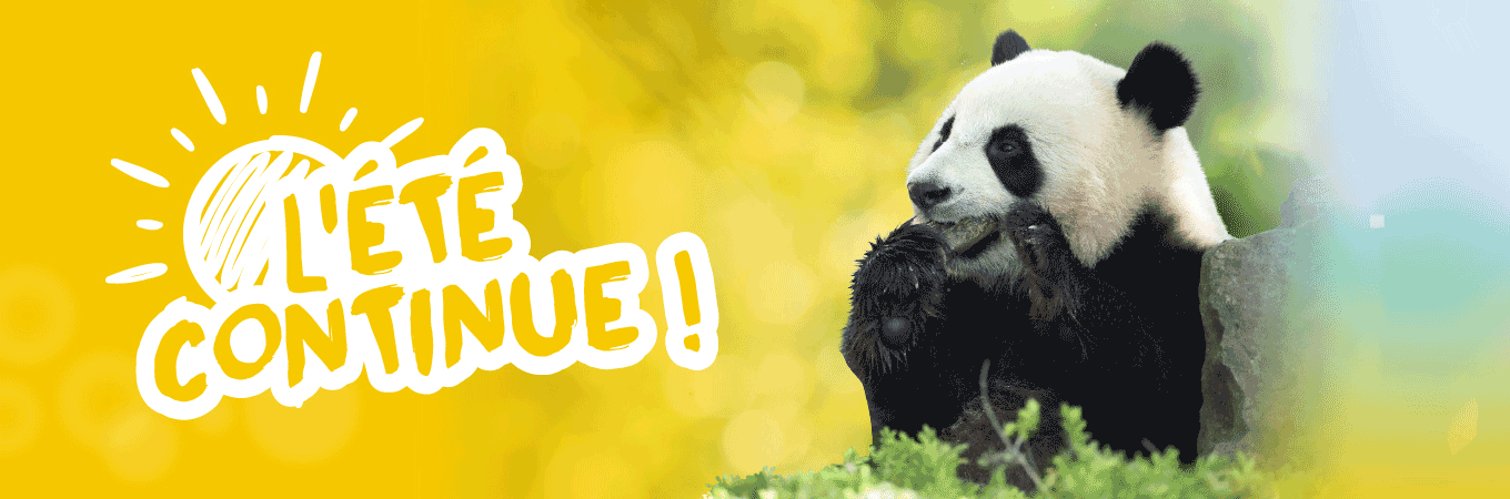 Panda au ZooParc de Beauval – L’été continue